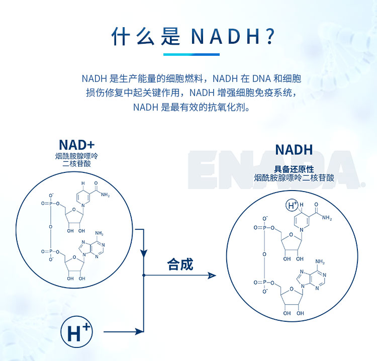 美国enada(enada)nadh线粒体素辅酶5mg30粒